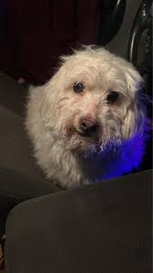 Lost pitbull/mastiff found