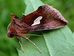 Image result for Autographa excelsa