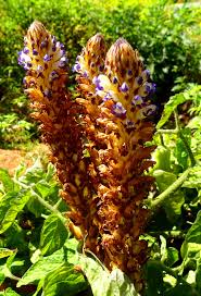 Image result for Orobanche