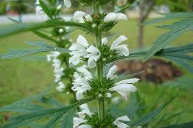 Image result for Leonurus japonicus