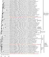 Get more engagement via quizzes. Computational Identification And Analysis Of Orphan Assembly Line Polyketide Synthases The Journal Of Antibiotics