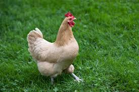 We did not find results for: How To Stop Crowing Organic Gardener Magazine Australia