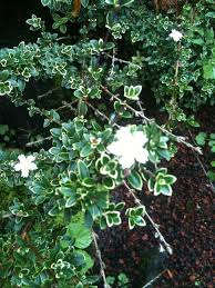 Vigorous groundcover with small green leaves and pink to white flowers almost all year round. Serissa Foetida Single White Variegated S Japonica Vintage Green Farms With Tom Piergrossi Plants Small White Flowers Snow Rose