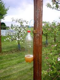 Lutte Contre Les Guepes Et Frelons Frelon Guepe Piege A Guepe