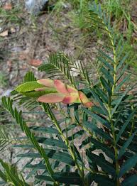 Image result for Brachystegia boehmii
