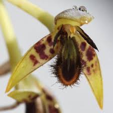 Image result for Bulbophyllum schinzianum