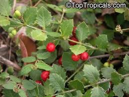 Image result for Crossopetalum