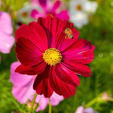Cosmos Seeds Dazzler Flower Seeds Wildflower Seeds Cosmos