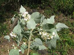 Image result for Dombeya torrida