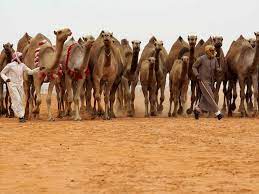 An expression critical of committees — or by analogy. Largest Camel Hospital In Saudi Arabia Saudi Gulf News