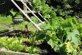 Check spelling or type a new query. Do You Need A Trellis For Zucchini The Complete Guide