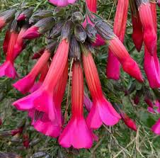 Image result for Cantua