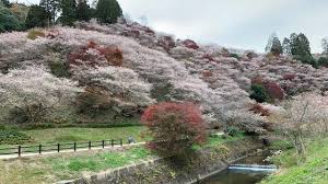 「四季桜」の画像検索結果