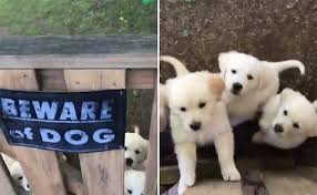 Dog owners will often place signs around the property to warn visitors or the poor postman of their pooch's presence. 45 Dogs Behind The Beware Of The Dog Signs That Are Far From Dangerous