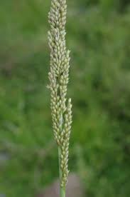 Image result for Sporobolus coromandelianus