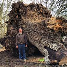 If you think the tree root ball will be stored for a long period of time before being planted in the ground, you can always remove the wire basket after it is at the new location. Saving A Huge California Grafted Black English Walnut Orchard Tree Salvaging And Reclaiming Urban Woods
