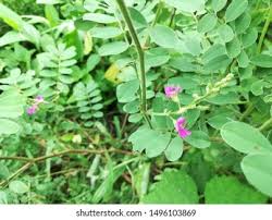 Image result for Tephrosia interrupta
