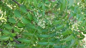 Kumpulan gambar lucu banget yang kocak dan paling unik (bergerak, animasi kartun. Pengobatan Dan Khasiat Herbal Manfaat Daun Mimba Untuk Ayam