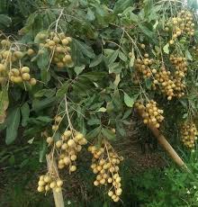 Most tree fruits can survive in zone 5, but peaches, sweet cherries, and asian plums will suffer from winter injury in colder years. Longan Tree With Fruits 3 2 Pretreatment Of The Lowgrade And Damaged Download Scientific Diagram