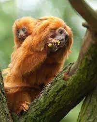 Endangered Species Day Animals Rare Animals Endangered Animals