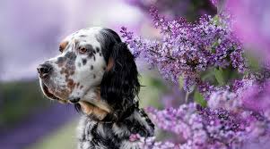 Maybe you would like to learn more about one of these? Spotted Dog Breeds 21 Different Pups With Spotted Coats