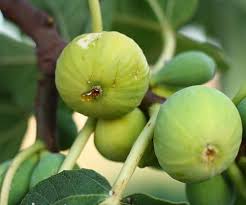 I live in fresno, california, and have a very healthy kadota fig tree in my back yard. Nothing Found For P 1373 Fig Ficus Fig Fruit
