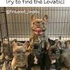 Bouledogue or bouledogue français) is a breed of domestic dog, bred to be companion dogs. Https Encrypted Tbn0 Gstatic Com Images Q Tbn And9gcs Udhdbegnbzctw Pru4wsbwtcivzfqhgv0la6pjb54gdjjekk Usqp Cau