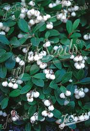 Image result for Galiniera