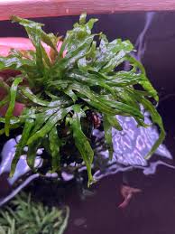 Image result for Microsorum