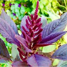 Image result for Amaranthus cruentus