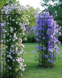 Image result for Clematis