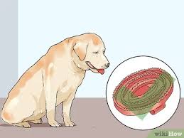 4.7 out of 5 stars 481. 3 Ways To Groom A Short Haired Dog Wikihow