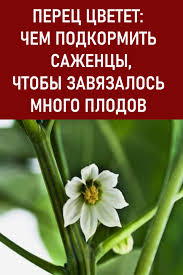 чем подкормить томаты во время цветения и завязывания плодов Dacha Sad Ogorod V 2020 G Ogorod Sad Organicheskoe Sadovodstvo