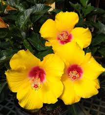 Image result for Hibiscus schinzii