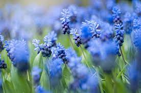 Spring is the time for fresh starts and new beginnings. 20 Blue Flowers For Gardens Perennials Annuals With Blue Blossoms