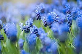 Flowers blue spring flowers on white stock picture i1352218 at. 20 Blue Flowers For Gardens Perennials Annuals With Blue Blossoms