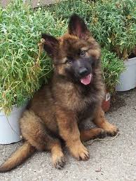 From free yorkie puppies to free german shepherd puppies, you can find the perfect addition to your home here at k9stud. Read Message Wi Rr Com Shepherd Puppies Puppies Cute Baby Animals