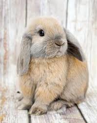 Narrow gate farm is continuing to produce our own line. Holland Lop Rabbits For Sale Los Angeles Ca Cute Bunny Pictures Cute Baby Animals Pet Bunny