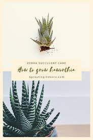 How To Take Care Of Haworthia Zebra Succulent In 2020 Zebra Plant Succulent Care Succulents