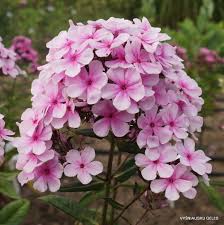 Allium 'ping pong' has unusual fuzzy looking spheres of white flowers opening from buds tinged pink. Ping Pong Daylily Phlox Eu