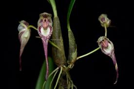 Image result for Bulbophyllum burttii