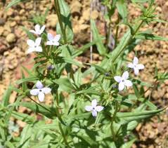 Image result for Conostomium natalense