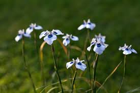 Image result for Moraea carsonii