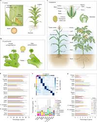 Comparative Transcriptomic Analysis Reveals Conserved Programmes Underpinning Organogenesis And Reproduction In Land Plants Nature Plants