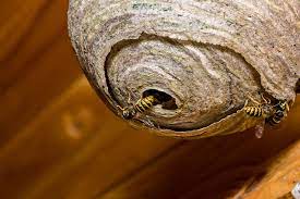 If you are experiencing high numbers of wasps in your home or garden there is likely to be a nest nearby, either on your property, in your garden or very close by. How To Get Rid Of A Wasps Nest How To Kill Hornets And Wasps
