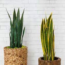 There are a number of different cultivars of this plant. Are Snake Plants Succulents Garden Tabs