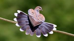 Small Brown Bird With No Tail Feathers Birds 9 Beautiful Birds Animals Animals Beautiful