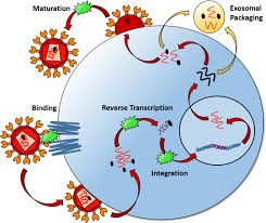 Image result for HIV Pathophysiology