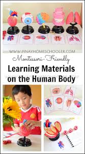 Human Body Montessori Friendly Learning Materials Human Body Activities Body Preschool Science Experiments Kids Preschool