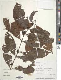 Image result for Aidia micrantha